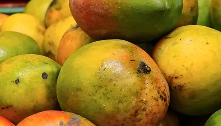 BANNED: After Japan, this country also bans Indian mangoes – here's why 