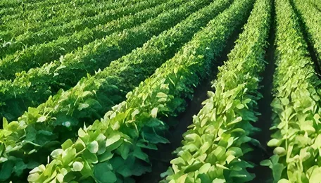 Acelen Renewables and Bunge strike landmark soybean oil deal to fuel Brazil’s renewable energy push