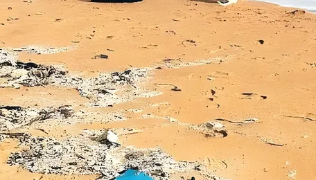 ‘They used to run to the shore at dawn. Now they hesitate’ 