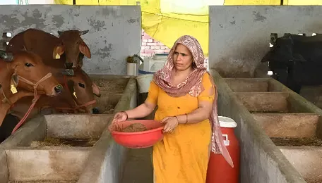 India’s cows offer biogas alternative to Mideast energy crunch 
