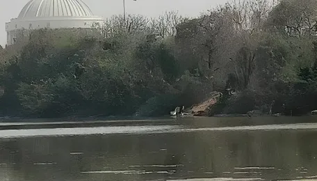 Flamingo Absence Signals Stress In Navi Mumbai Wetlands