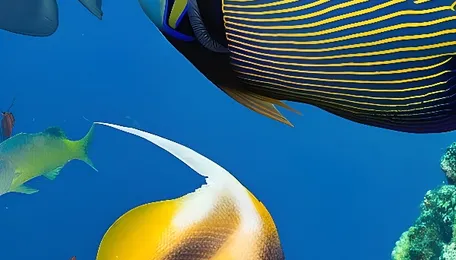 FAQ: Everything you need to know about the blue economy 