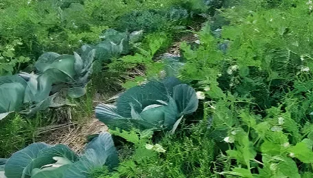 Shift To Natural Farming Will Take Time, Say Agriculture Experts After PM Modi's Appeal 