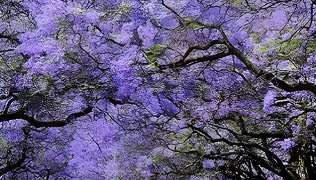 Pune Tree Relocation Records Face Fresh Scrutiny