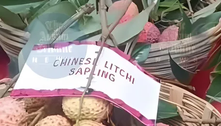 Tezpur's prized litchi set to travel to Dubai, Singapore and PM Modi's table 