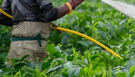 India's pesticide regulation crisis: A policy in perpetual draft 