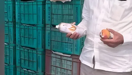 Officials raid mango shops to check use of chemicals in Muddebihal 