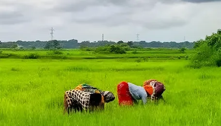 Under New Agriculture Ministry Roadmap, Scientists Fan Out Across India To Teach Farmers Judicious Fertiliser Use, Improve Soil Health 