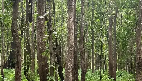 Proposal to clear 22 trees for RUB at LC5 on Mysuru-KRS road; Greens to support 