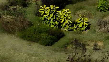 Bengaluru Biodiversity Park Restoration Work Finally Begins