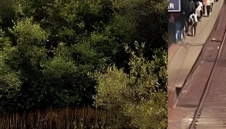 Mumbai Railway Expansion To Remove 166 Trees Between Borivali And Virar