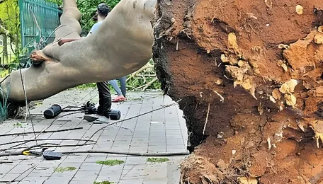 Bengaluru Tree Damage Raises Urban Ecology Concerns
