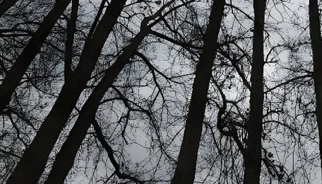 Coal Mining: Panel Urges Faster Green Clearances 