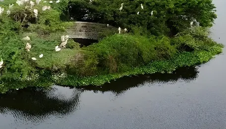 Chennai Wetlands Revival Draws Lessons From History