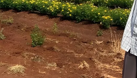 Farmer writes to Revanth on power cuts, voltage fluctuations, says he might quit farming 