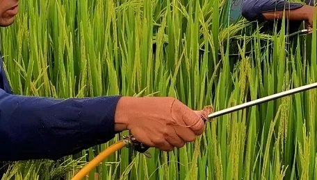 Government data shows 2,223 food samples crossed pesticide safety limits 