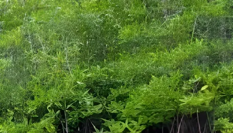 Mumbai Mangrove Conservation Faces Infrastructure Test