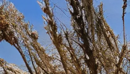 Canadian wheat outlook improves as harvest advances, quality fears ease