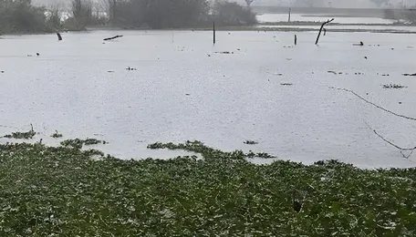 Delhi Tikri Khurd Lake Project Boosts Urban Ecology