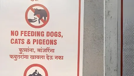 Mira Road Society Withdraws Animal Feeding Ban After MBMC And Animal Husbandry