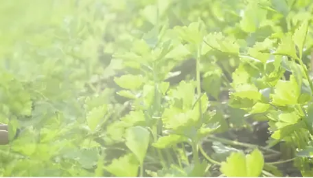 Agrochemicals, Types, Regulation, Impacts, Indian Context 