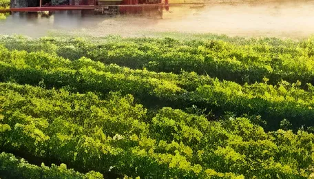 Agrochemical revenues poised for 6-7% Jjump on strong export rebound: CRISIL 