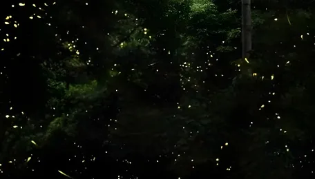 Where have all the fireflies gone? 