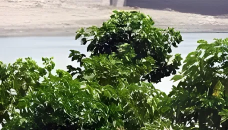 Ahmedabad Mega Urban Forest Planned Near Godhavi