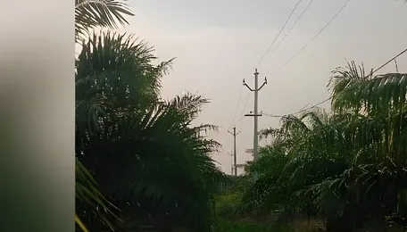 Low-hanging power lines burn oil palm crops, farmers seek relief 