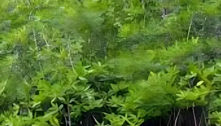Navi Mumbai Volunteers Restore Mangrove Ecosystem