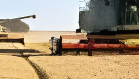 Black Sea wheat prices rise as currency pressure, Middle East war cut margins