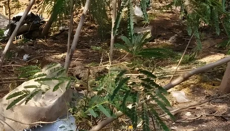 Chennai Reserve Forest Struggles With Urban Waste