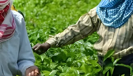 West Bengal Tea Garden Welfare Package Announced