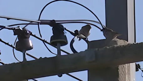 Govt targets power line companies as spending forecast hits $32 billion 