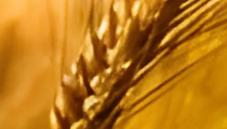 Wheat Falls to 3-Week Low