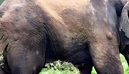 South India turns to regional plan to
manage human-elephant conflict 