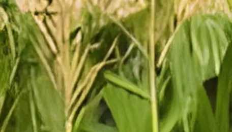 Ukrainian corn prices lag last year’s levels despite Mideast conflict