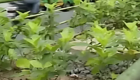 Bengaluru Green Drive Plans Massive Sapling Initiative