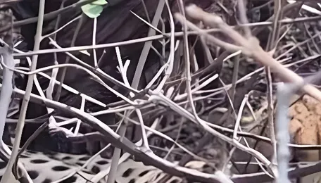 Kuno cheetah enters bustard reserve along highway where 1 died in Dec; sparks concern 