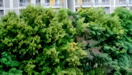 Bengaluru Bellandur Lake Sees Partial Rejuvenation Progress