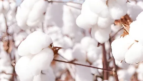 India approves $595 mn cotton mission as supply tightens 