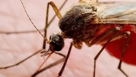 Mumbai Mosquito Control Gaps Raise Health Concerns
