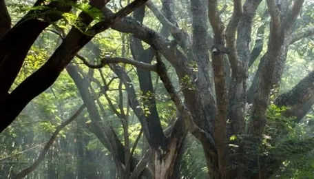 Indore Tree Plantation Drive Follows Road Expansion