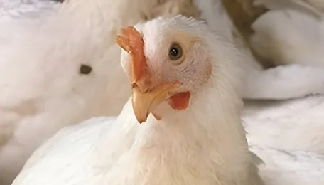 The FE - Broiler chicken, green chilli, tomato get pricier 