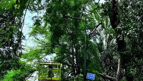 Bengaluru Tree Protection Decision Highlights Green Urban Priorities