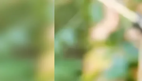 Meghalaya plans EV-only auto fleet ahead of National Games 2027 