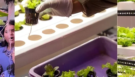 Can the same land grow food and generate solar power? 9Growers is exploring the possibility 