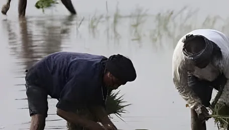 Tamil Nadu Kuruvai Crop Declines Amid Water Crisis