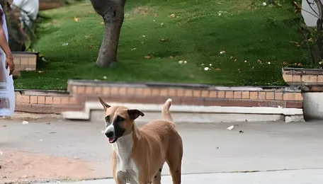 Hyderabad Faces Hurdles Enforcing Stray Dog Rules