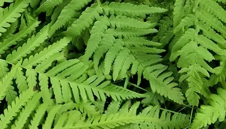 Green chemistry and sustainable manufacturing in India 